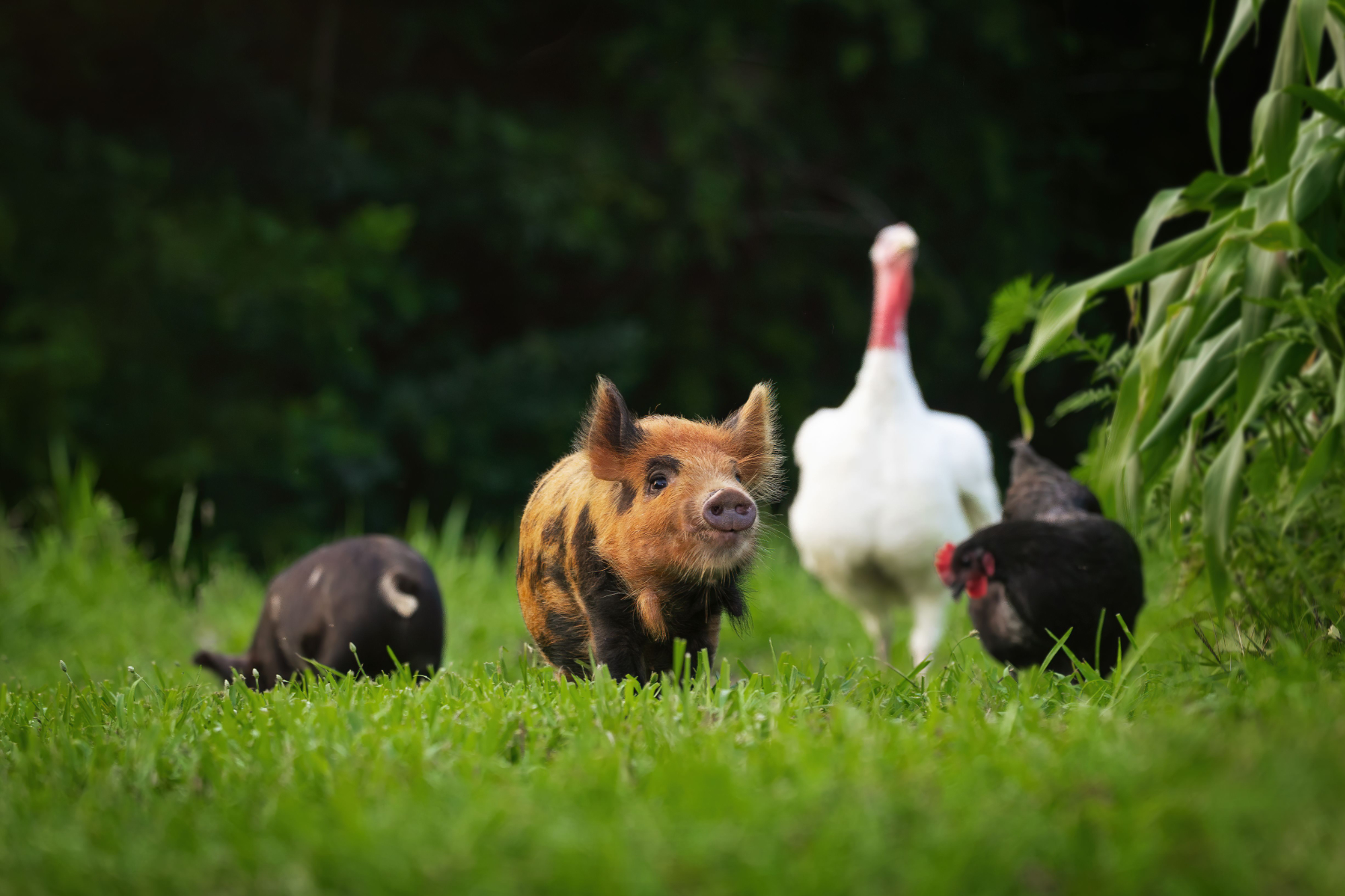 RISPETTI GLI ANIMALI