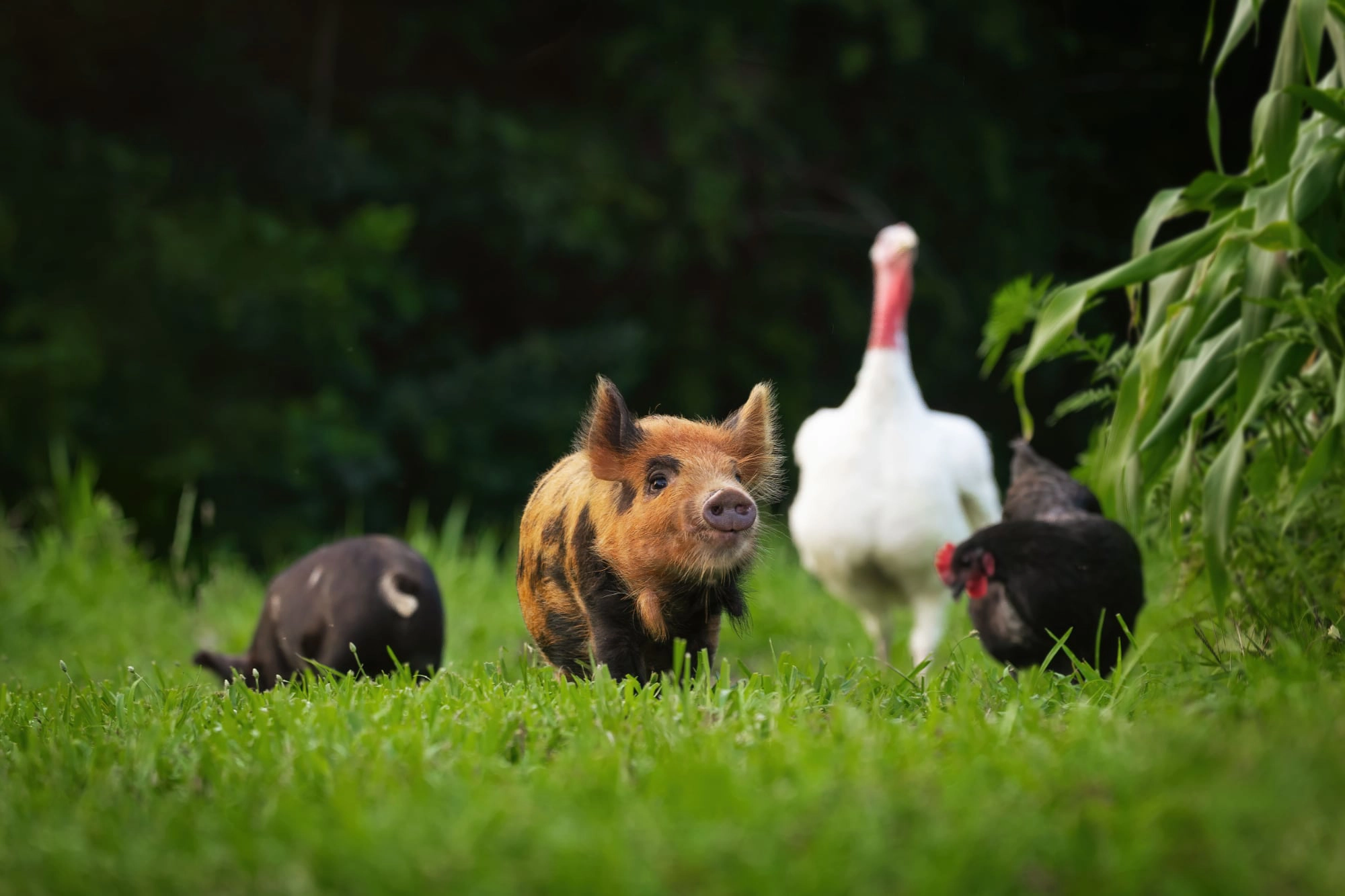 RISPETTI GLI ANIMALI